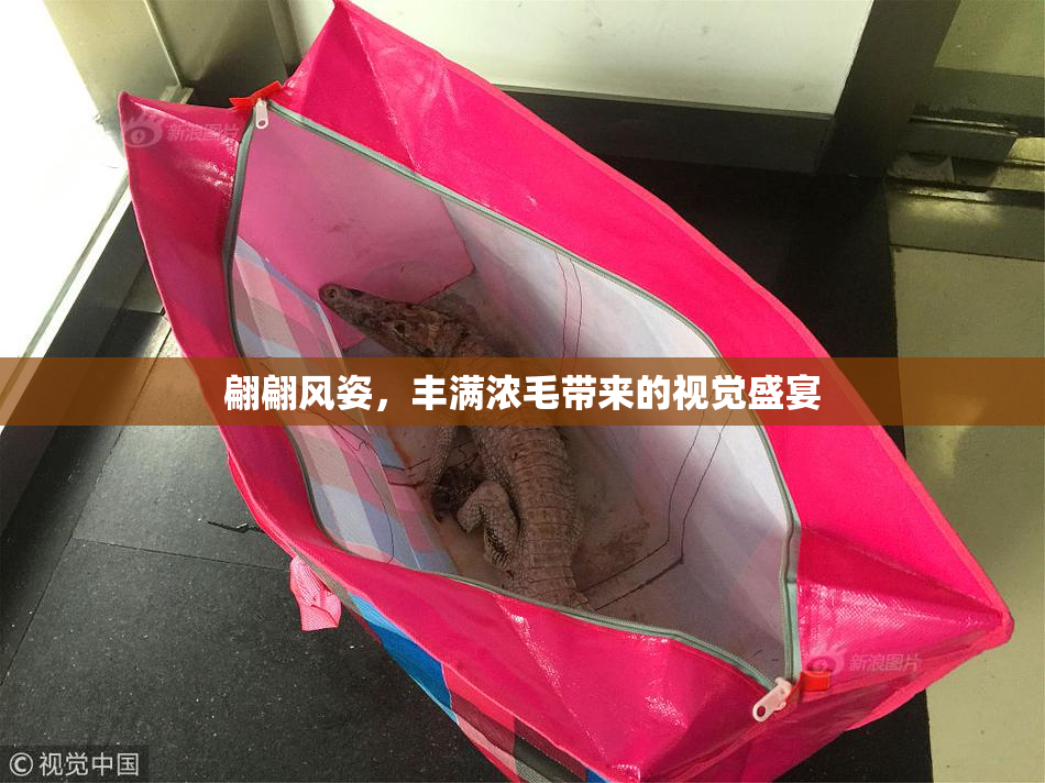 翩翩风姿，丰满浓毛带来的视觉盛宴