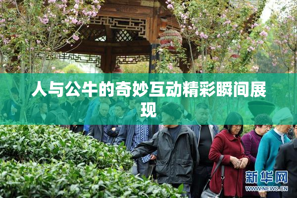 人与公牛的奇妙互动精彩瞬间展现