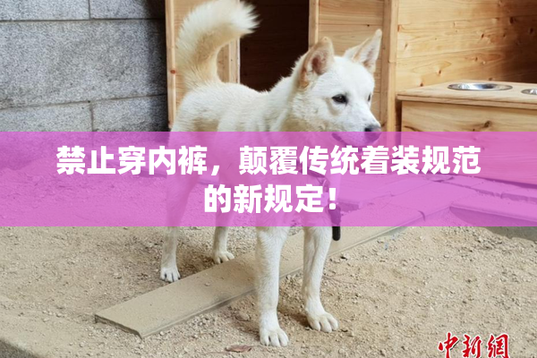 禁止穿内裤，颠覆传统着装规范的新规定！