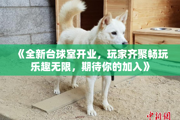 《全新台球室开业，玩家齐聚畅玩乐趣无限，期待你的加入》