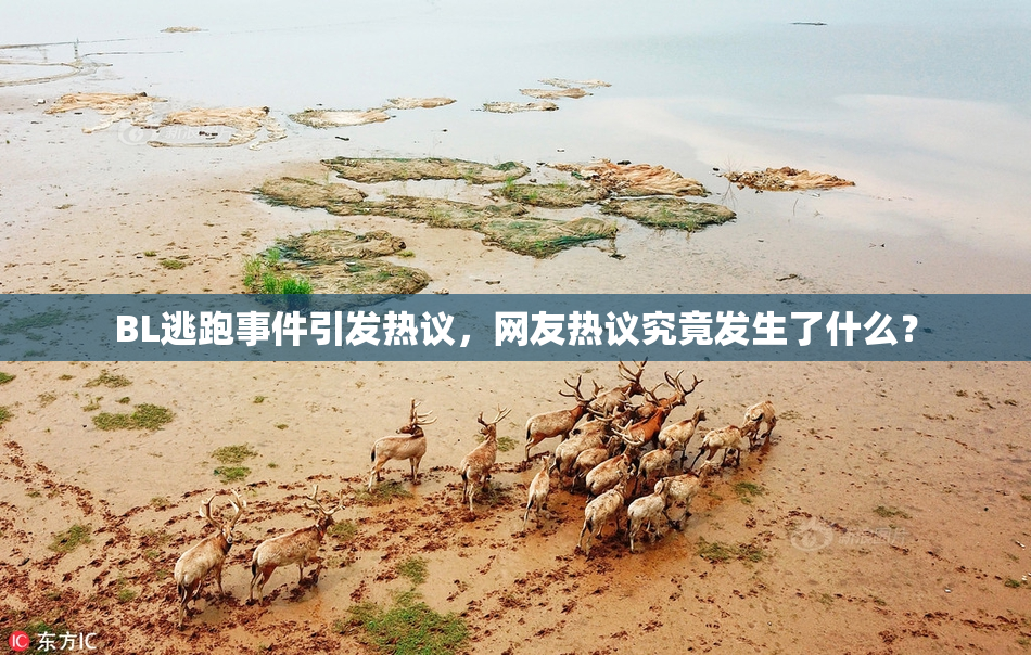 BL逃跑事件引发热议，网友热议究竟发生了什么？