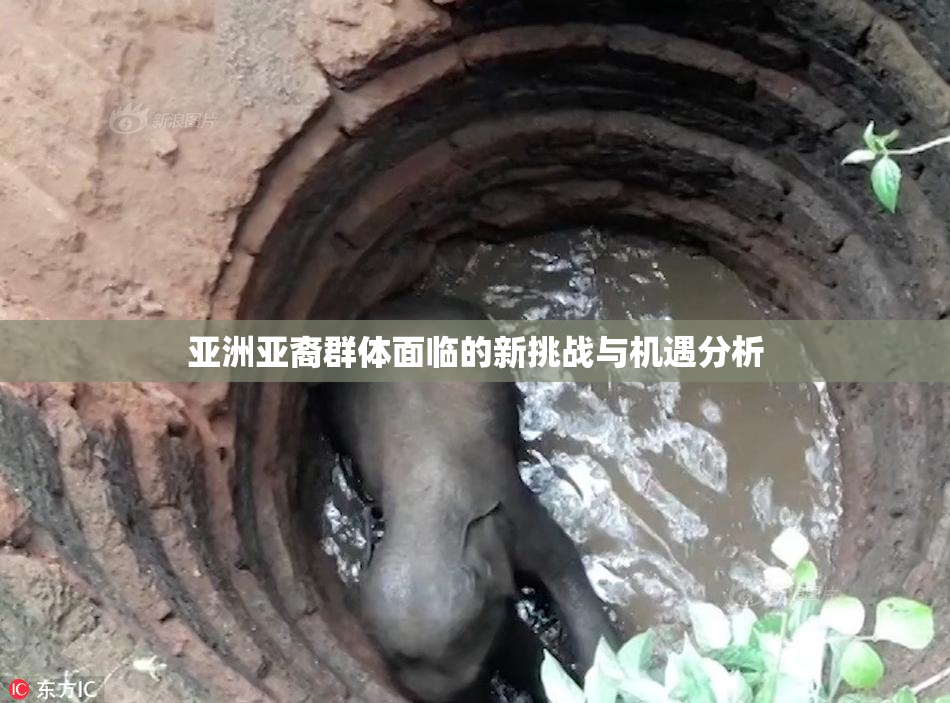 亚洲亚裔群体面临的新挑战与机遇分析