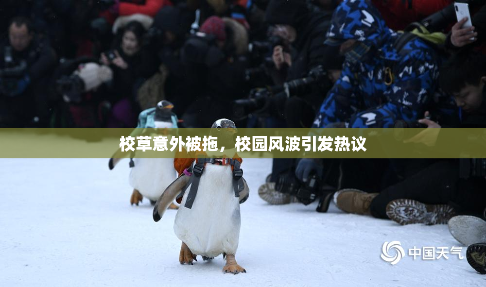 校草意外被拖，校园风波引发热议