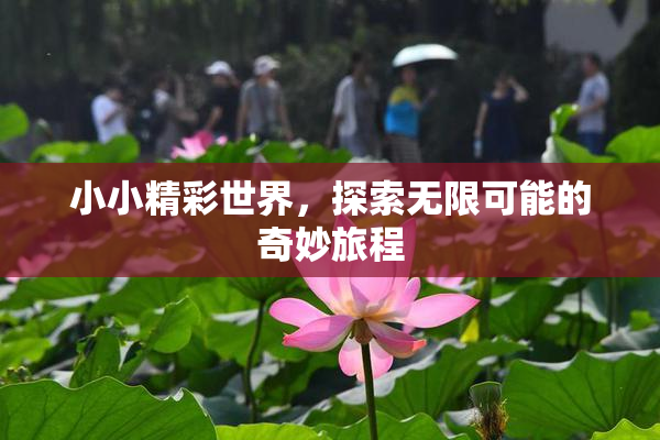 小小精彩世界，探索无限可能的奇妙旅程