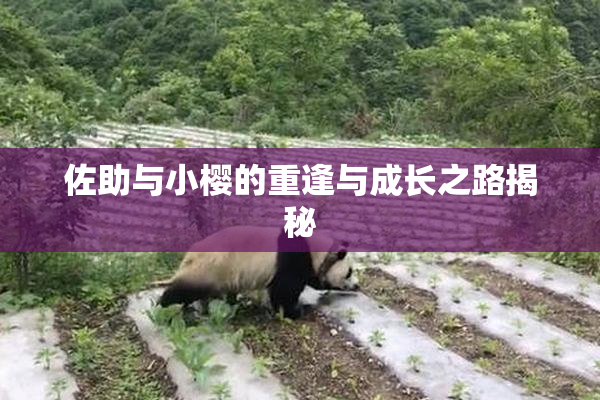 佐助与小樱的重逢与成长之路揭秘