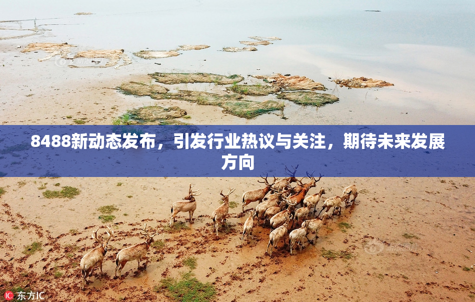 8488新动态发布，引发行业热议与关注，期待未来发展方向