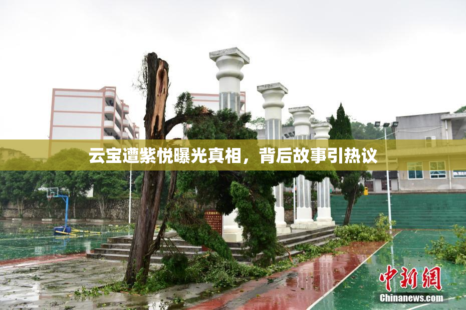 云宝遭紫悦曝光真相，背后故事引热议