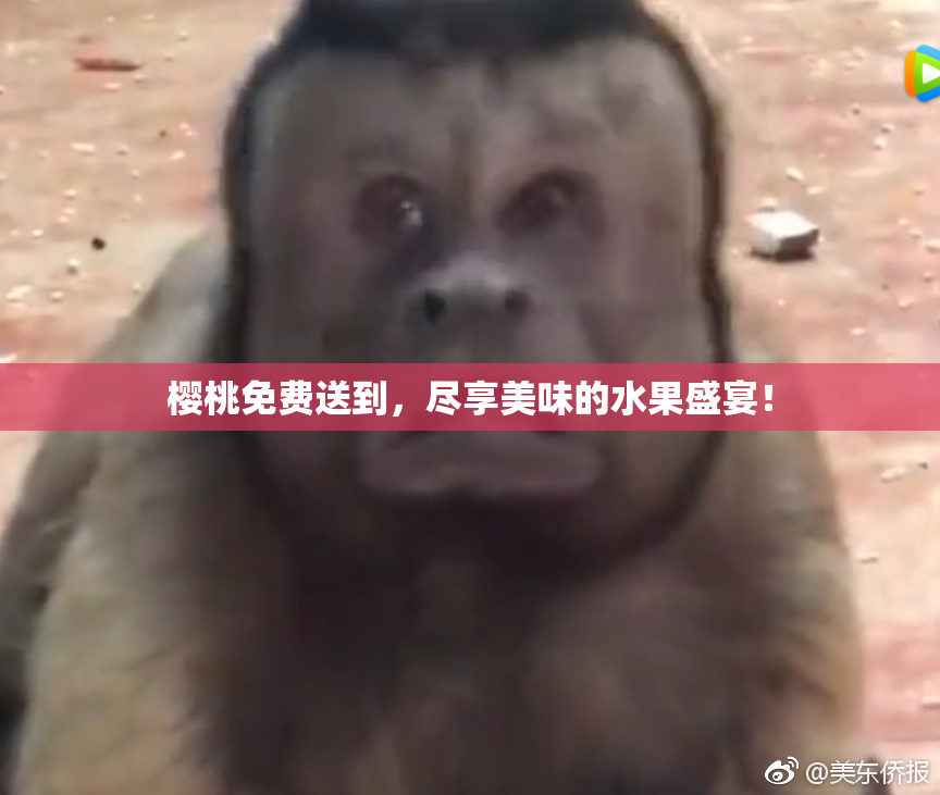 樱桃免费送到，尽享美味的水果盛宴！