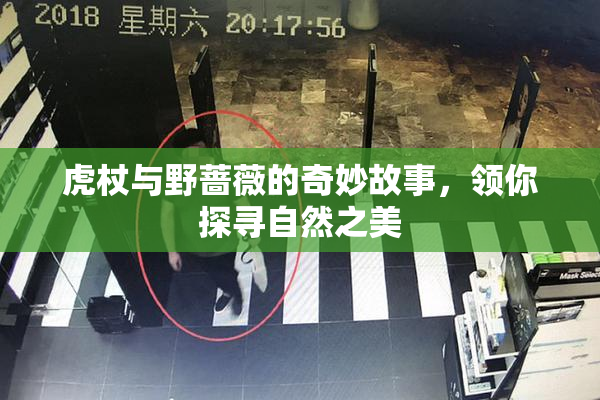 虎杖与野蔷薇的奇妙故事，领你探寻自然之美