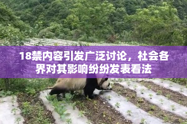 18禁内容引发广泛讨论，社会各界对其影响纷纷发表看法