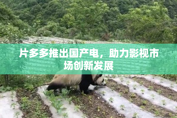片多多推出国产电，助力影视市场创新发展