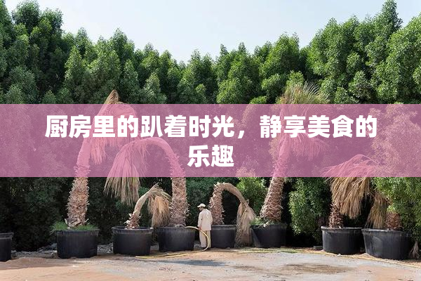 厨房里的趴着时光，静享美食的乐趣