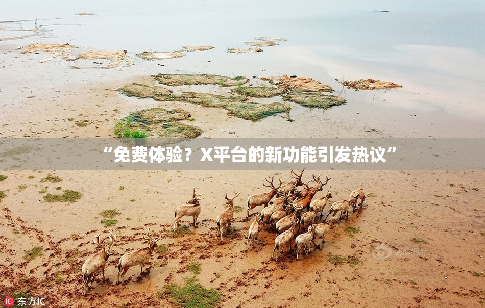 “免费体验？X平台的新功能引发热议”