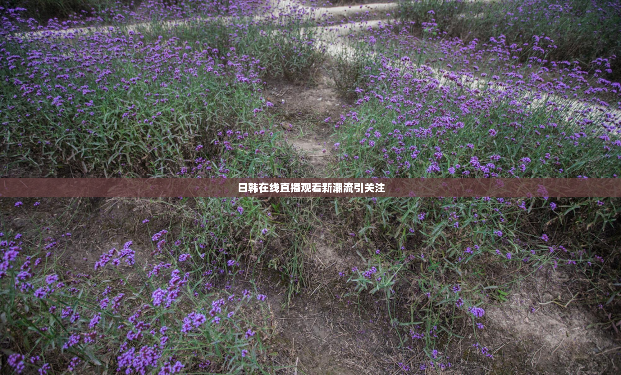 日韩在线直播观看新潮流引关注