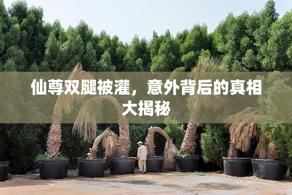 仙尊双腿被灌，意外背后的真相大揭秘