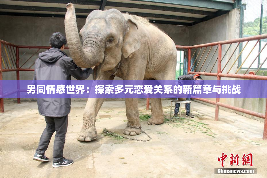 男同情感世界：探索多元恋爱关系的新篇章与挑战
