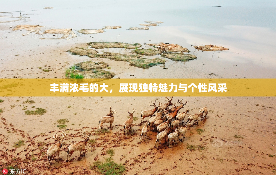 丰满浓毛的大，展现独特魅力与个性风采