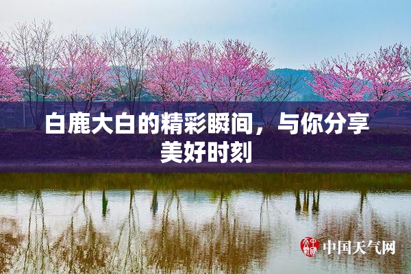 白鹿大白的精彩瞬间，与你分享美好时刻