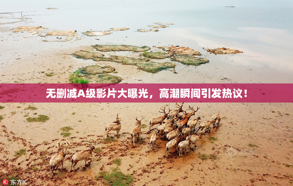 无删减A级影片大曝光，高潮瞬间引发热议！