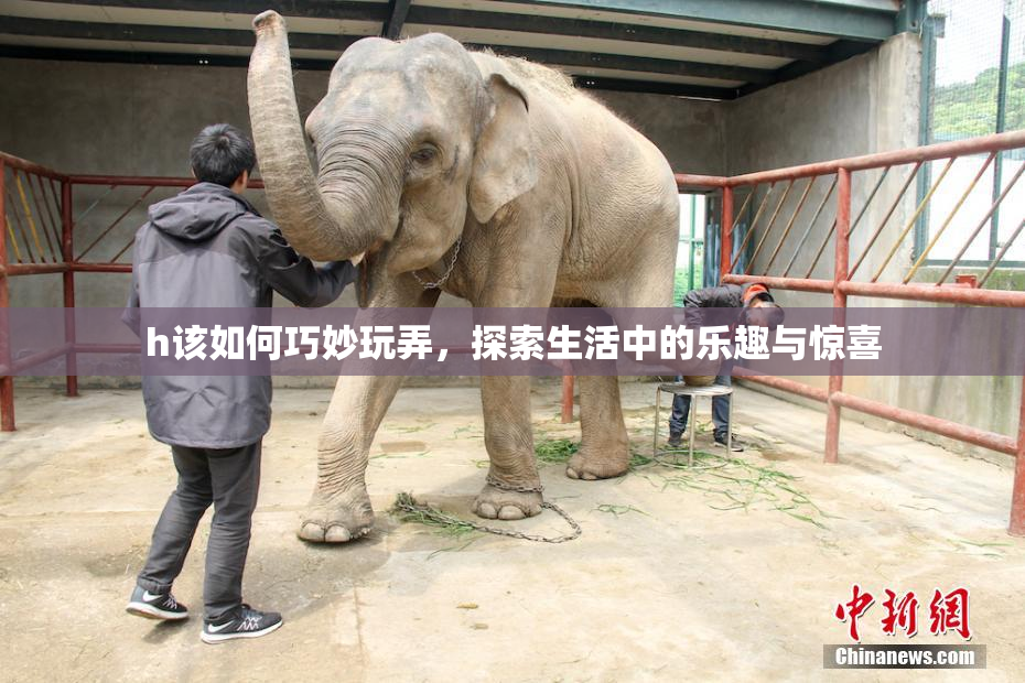 h该如何巧妙玩弄，探索生活中的乐趣与惊喜