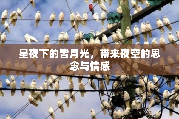 星夜下的皆月光，带来夜空的思念与情感