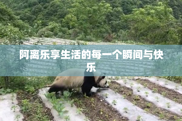 阿离乐享生活的每一个瞬间与快乐