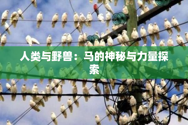 人类与野兽：马的神秘与力量探索