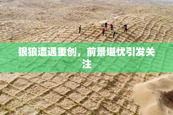 银狼遭遇重创，前景堪忧引发关注