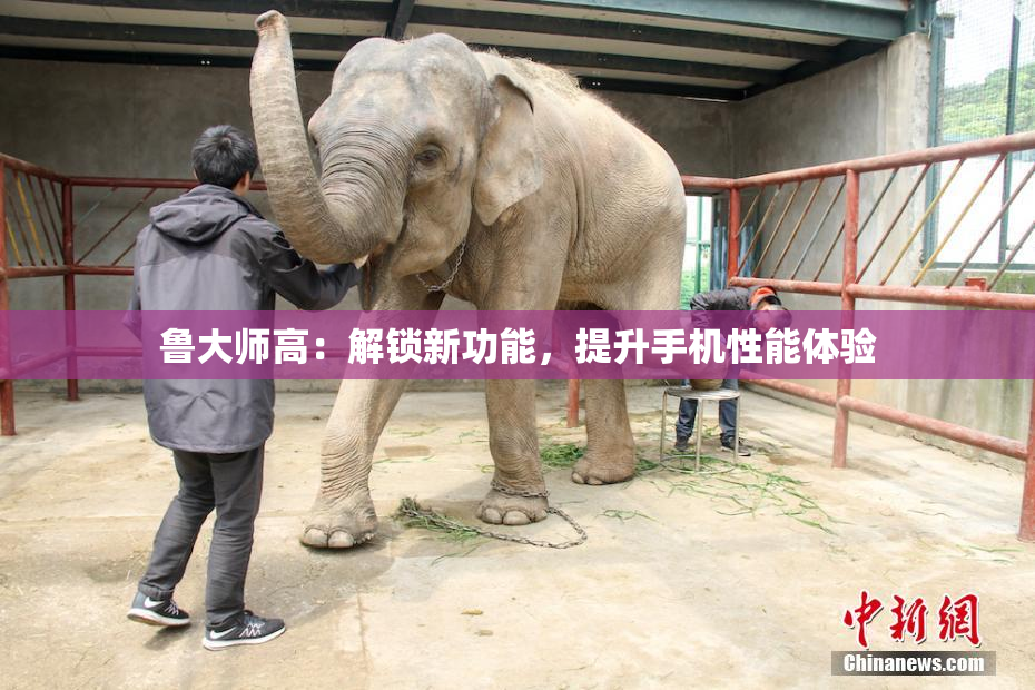 鲁大师高：解锁新功能，提升手机性能体验