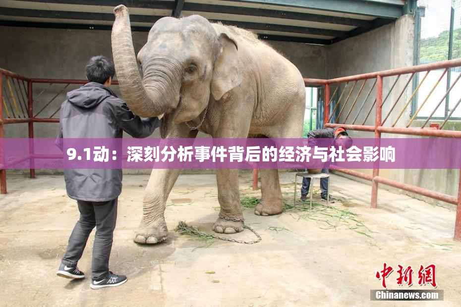 9.1动：深刻分析事件背后的经济与社会影响