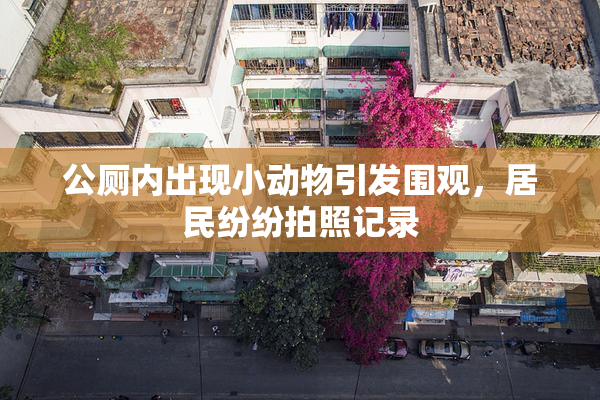 公厕内出现小动物引发围观，居民纷纷拍照记录