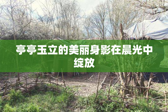 亭亭玉立的美丽身影在晨光中绽放