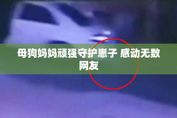母狗妈妈顽强守护崽子 感动无数网友