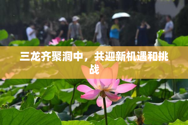 三龙齐聚洞中，共迎新机遇和挑战