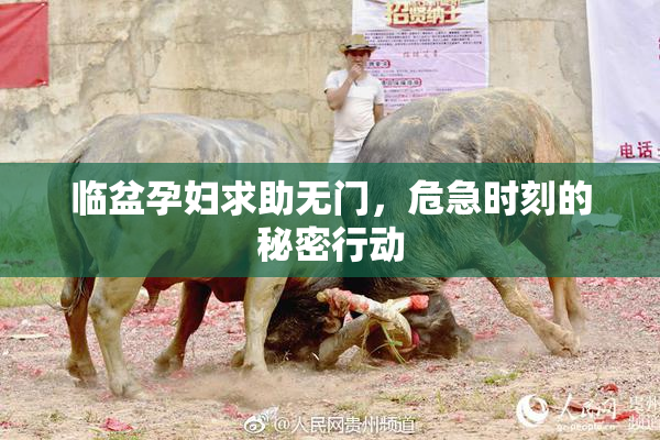 临盆孕妇求助无门，危急时刻的秘密行动