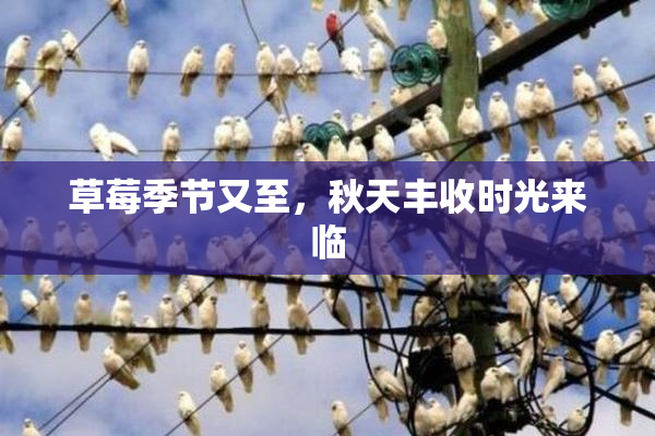草莓季节又至，秋天丰收时光来临