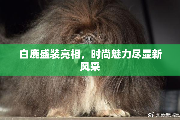 白鹿盛装亮相，时尚魅力尽显新风采