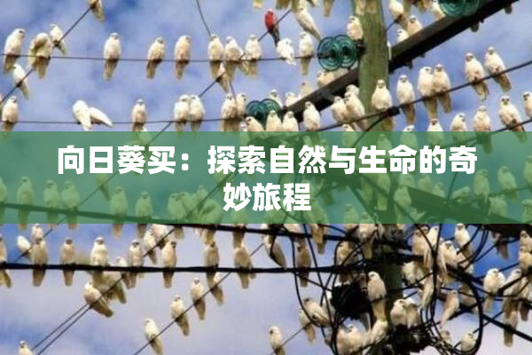 向日葵买：探索自然与生命的奇妙旅程