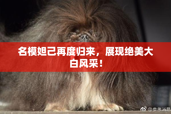 名模妲己再度归来，展现绝美大白风采！