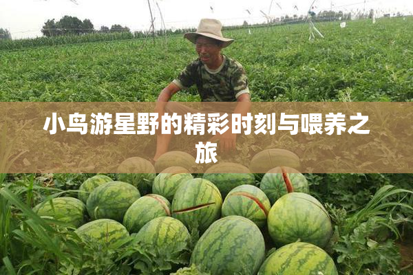 小鸟游星野的精彩时刻与喂养之旅