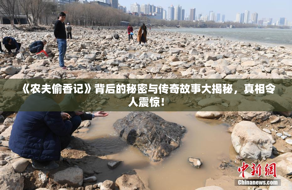《农夫偷香记》背后的秘密与传奇故事大揭秘，真相令人震惊！