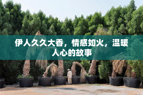 伊人久久大香，情感如火，温暖人心的故事