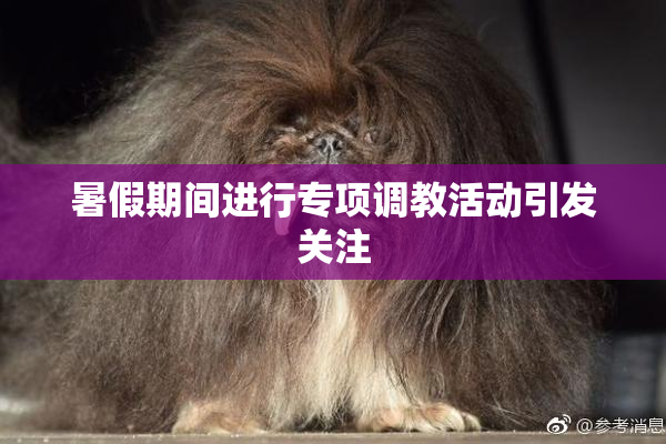 暑假期间进行专项调教活动引发关注