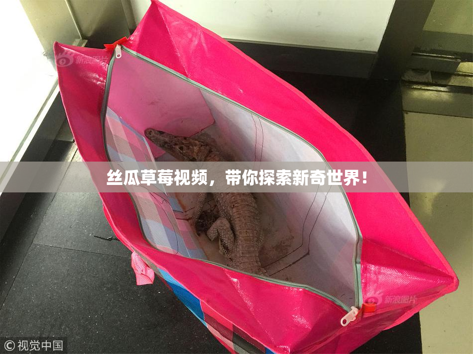 丝瓜草莓视频，带你探索新奇世界！