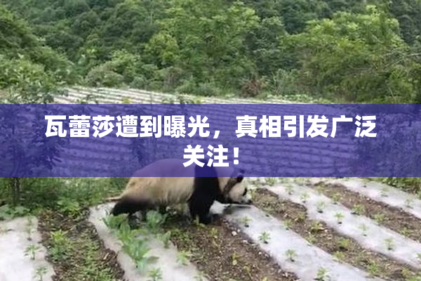 瓦蕾莎遭到曝光，真相引发广泛关注！