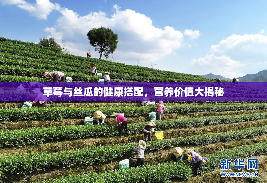 草莓与丝瓜的健康搭配，营养价值大揭秘