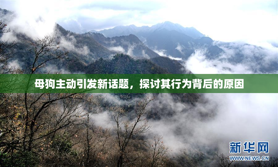 母狗主动引发新话题，探讨其行为背后的原因