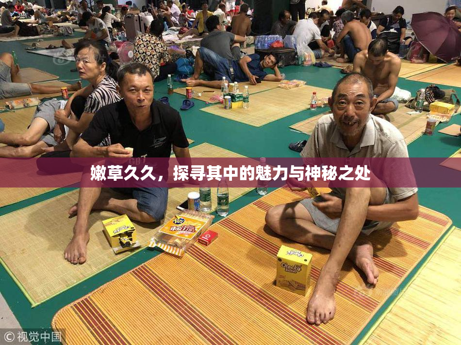 嫩草久久，探寻其中的魅力与神秘之处