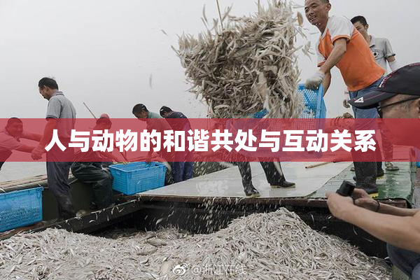 人与动物的和谐共处与互动关系