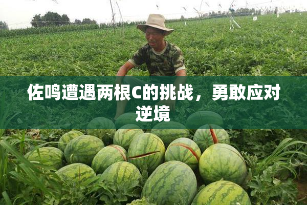 佐鸣遭遇两根C的挑战，勇敢应对逆境